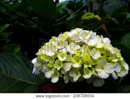 the beauty of a flower in the pine trees with the green background of the leaves