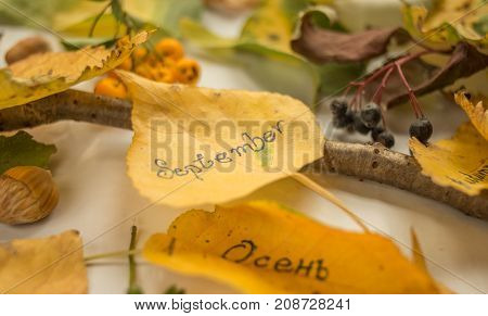 Autumn decoraion  leafs berries and hazelnuts clothes