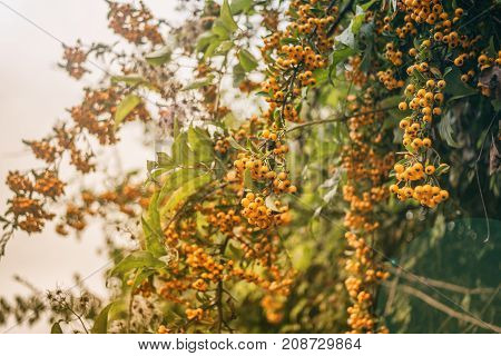 Pyracantha bush berries in late summer Buck thorn