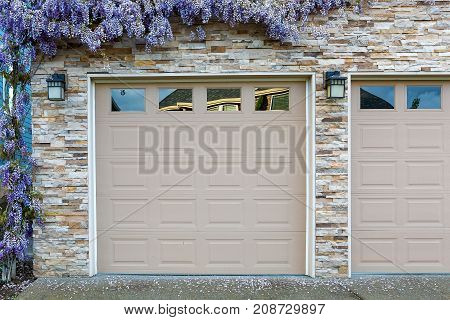 Wisteria flowers in full bloom by house front garage doors in Spring season