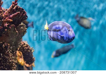 Closeup of a Paracanthurus hepatus a species of surgeonfish aka regal blue tang as seen in aquarium environment. Children use to call it 