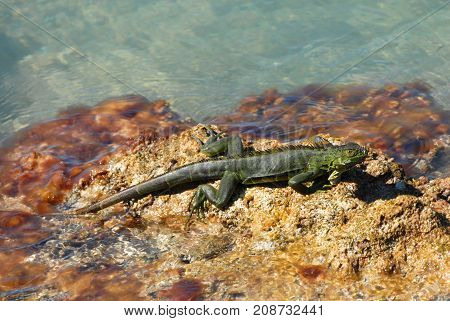 The green iguana is an invasive species commonly seen in the Florida Keys.
