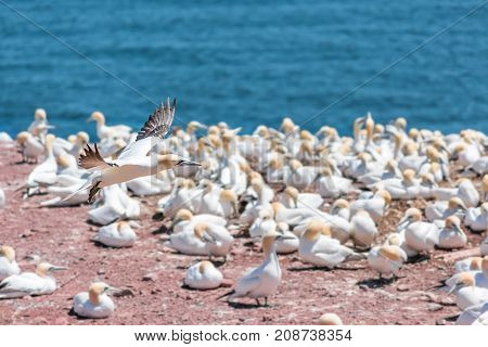 Overlook Of White Gannet Birds Colony Nesting On Cliff On Bonaventure Island In Perce, Quebec, Canad