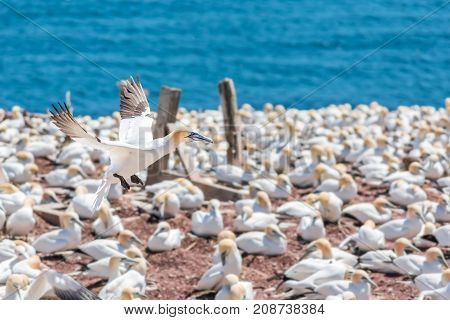Overlook Of White Gannet Birds Colony Nesting On Cliff On Bonaventure Island In Perce, Quebec, Canad