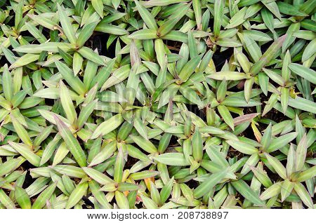 Oyster plant, Asian herbal plant, leave pattern and green background