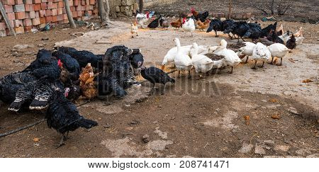 Poultry Farm