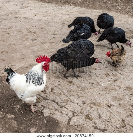 Poultry Farm
