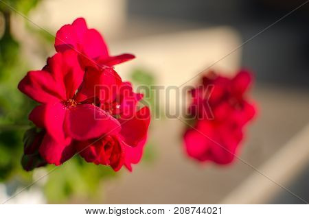 Bright Pelargonium Decorate The Yard