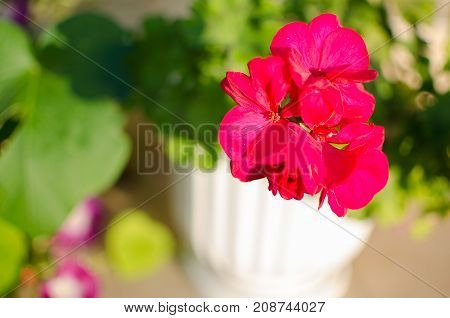 Bright Pelargonium Decorate The Yard