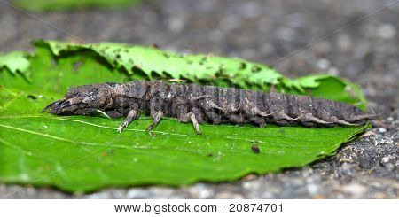 Hellgrammite-Dobsonfly 애벌레