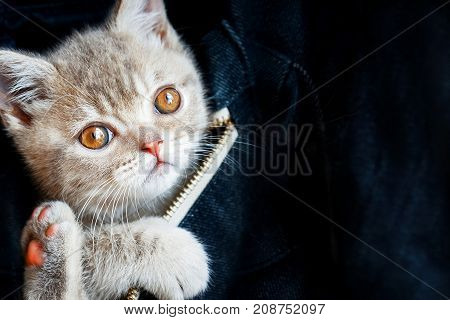 Skottish-straity little cute kitten in a denim bag on a dark blue background