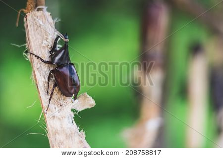Close Up Of Stag Beetles Eating Sweet Sugar Cane