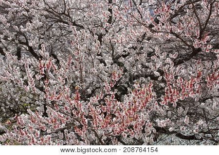 Apricot blossom in Himalayas

