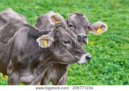 Portrait Of Cows In The Pasture