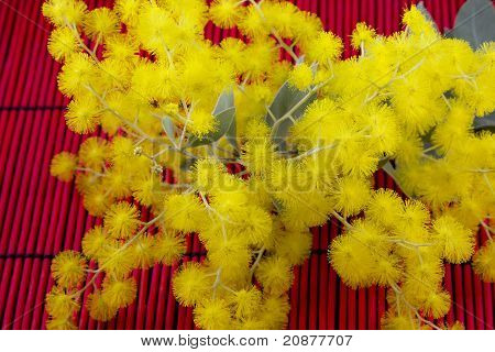 Golden Wattle Branch