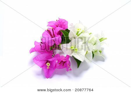 Bougainvillier