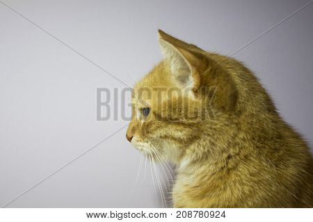red cat on a light background. muzzle of the cat, profile. background