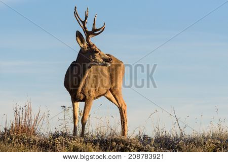 Mule Deer Buck moving through a field at sunrise stops to look around.