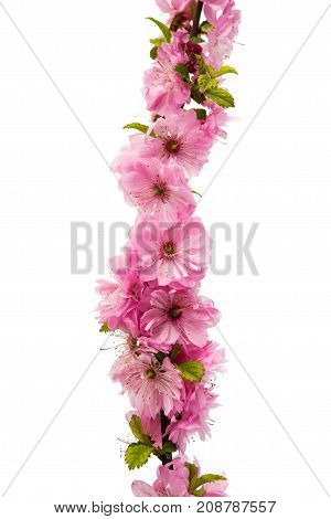 Blossoming branch of almond (PRUNUS TRILOBA) on a white background