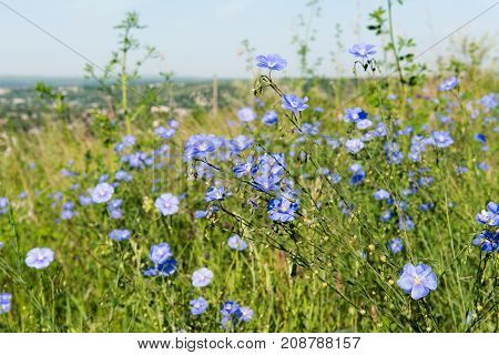 Field with blue flax flowers. plant with blue flax flowers selective focus