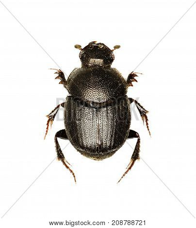 Dung Beetle Onthophagus on white Background - Onthophagus grossepunctatus (Reitter 1905)