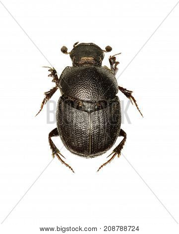 Dung Beetle Onthophagus on white Background - Onthophagus grossepunctatus (Reitter 1905)