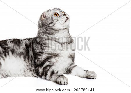 Portrait cat scottish fold sort on white background