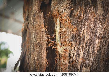 Team work of red ants taking body of house lizard to ant's nest. Whole house lizard eaten by ants.