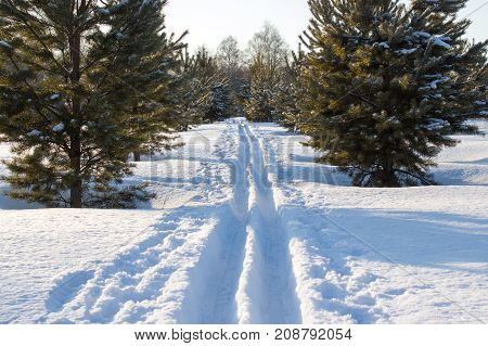 Snow skiing Track in pine winter forest