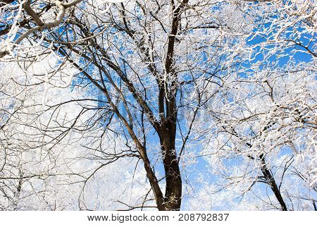 Tree winter branches under the snow closeup