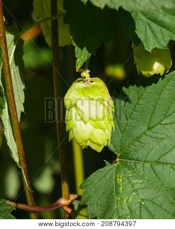 Green flower cones on Common Hop Humulus Lupulus close-up selective focus shallow DOF.