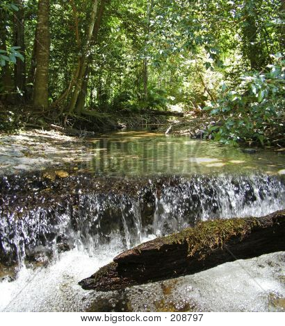Ruisseau de la forêt tropicale