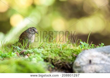 In the forest next to a feeding place there is a Dunnock
