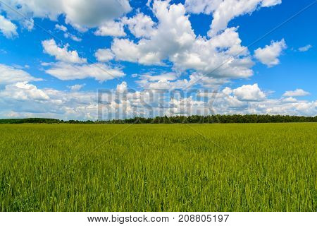 green wheat field under a beautiful cloudy sky