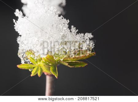 Snow On The Small Green Leaves In Spring. Close-up