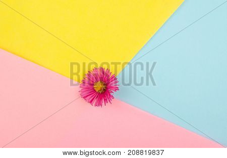 Pink aster flower on a multicolored paper background minimal concept (flat lay top view)