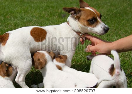 Mom dog feeds her shiny children on the street