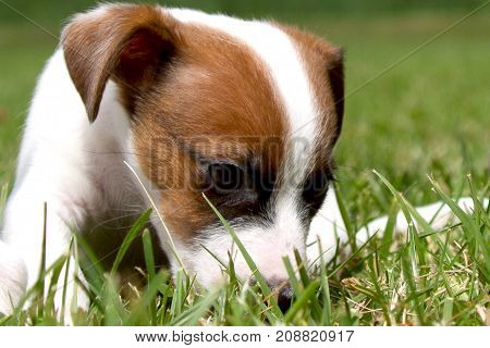Little puppys are walking and playing on the street in the grass