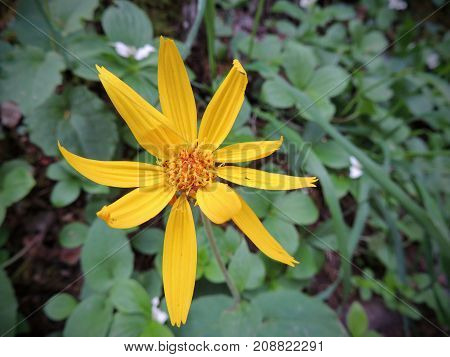 Arnica Flower, Heartleaf, close up macro in Banff National Park, Canada