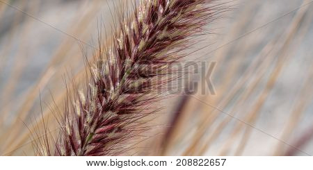 Feathergrass Closeup In Anza Borrego Desert State Park