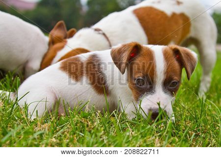 Little puppys are walking and playing on the street in the grass