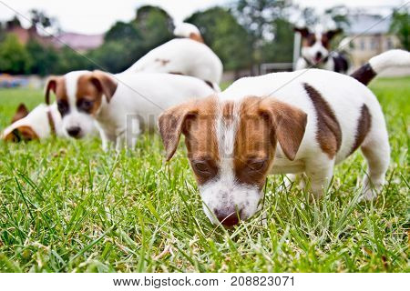 Little puppys are walking and playing on the street in the grass