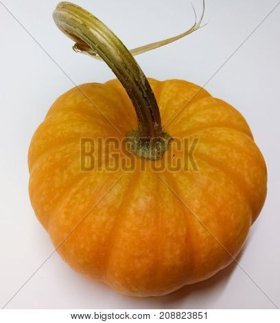 small pumpkin with curly stem on white background