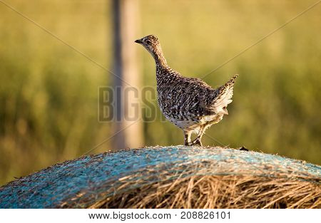 Sharp Tailed Grouse