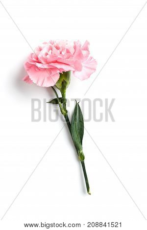 Pink Carnation Flower Isolated On White