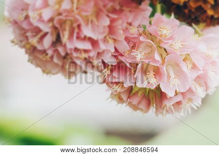 Dombeya Wallichii Or Pink Ball Or Pink Ball Tree. This Hanging Flower Clusters Are Pink, Showy And F