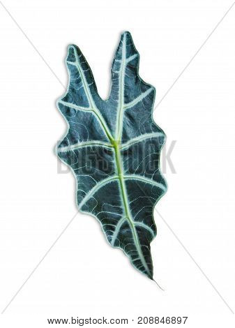 Alocasia denunata leaf isolated on white backgrond.