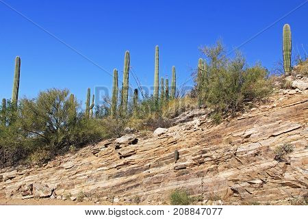 Many Saguaro Cactus on top of a rocky hill on Mount Lemmon in Tucson, Arizona, USA in the Santa Catalina Mountains located in the Coronado National Forest with blue sky copy space.
