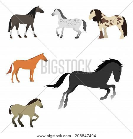 Set of horse pony stallion isolated different breeds color farm equestrian animal characters vector illustration. Collection mammal silhouette domestic animal cartoon pet design.