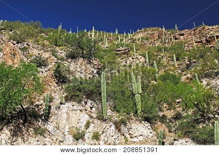 Many Saguaro Cactus on top of a rocky hill on Mount Lemmon in Tucson, Arizona, USA in the Santa Catalina Mountains located in the Coronado National Forest with blue sky copy space.